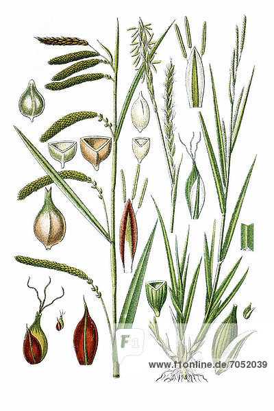 Left  Hanging  Drooping or Weeping Sedge (Carex pendula)  right  Thin-spiked Wood Sedge (Carex strigosa)  medicinal plants  historical chromolithography  ca. 1786