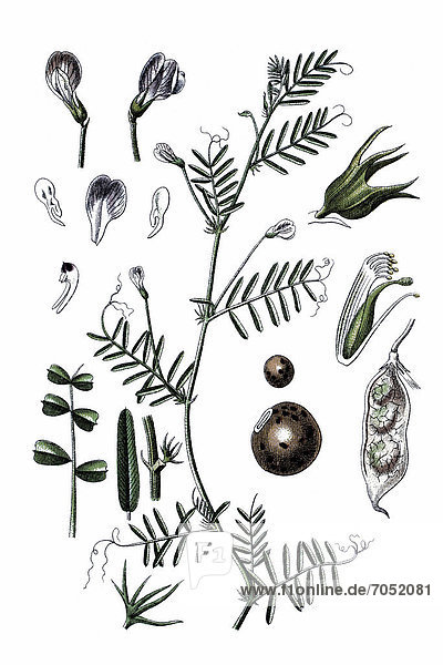 Einzelblütige Linse (Vicia monantha)  Heilpflanze  historische Chromolithographie  ca. 1796