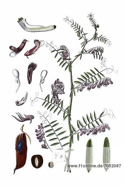Hairy vetch  fodder vetch (Vicia villosa)  a medicinal plant  historical chromolithography  about 1796