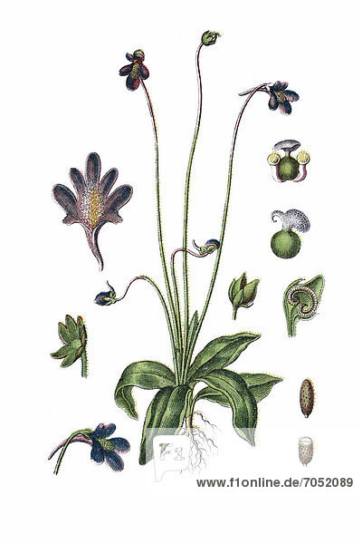 Common butterwort (Pinguicula vulgaris)  a medicinal plant  historical chromolithography  about 1796