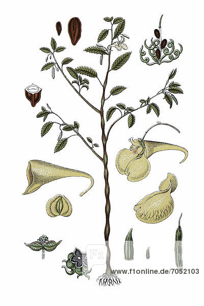 Großes Springkraut  auch Echtes Springkraut  Rühr-mich-nicht-an  Wald-Springkraut oder Altweiberzorn (Impatiens noli-tangere)  Heilpflanze  historische Chromolithographie  ca. 1796