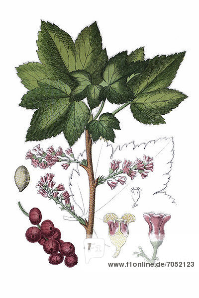Rock red currant (Ribes petraeum)  medicinal plant  historic chromolithography  about 1796