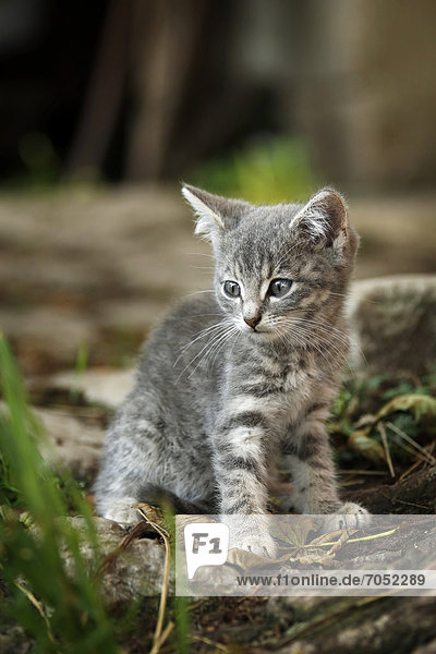 Silver-gray tabby kitten  about 10 weeks  semi-feral village cat  sitting