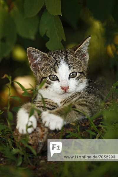 Kätzchen  braun getigert  ca. 10 Wochen  auf am Boden liegendem Baumstamm  halbwilde Dorfkatze