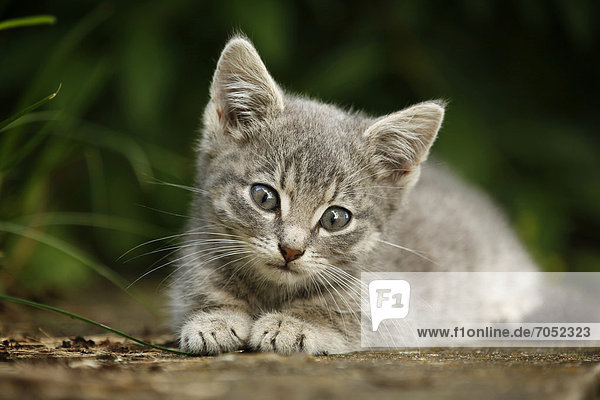 Silbergraugetigertes Kätzchen  ca. 10 Wochen  halbwilde Dorfkatze  liegend auf Mauer