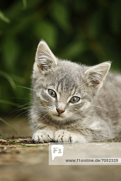Silver gray tabby kitten  about 10 weeks  semi-feral village cat lying on a wall