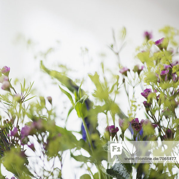 Wildblume schießen Studioaufnahme