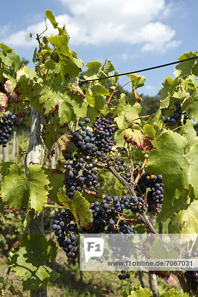 Red Grapes (Vitis vinifera)  vine in a vineyard