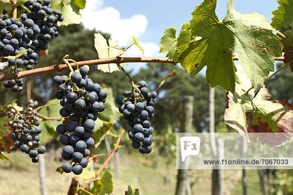 Rote Weintrauben (Vitis vinifera)  Weinstock im Weinberg