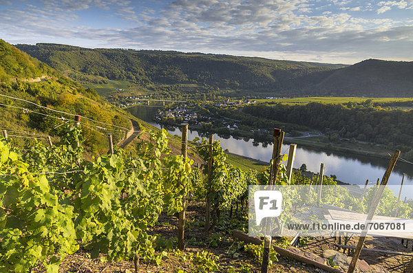 Blick über die Weinberge auf die Mosel und Senheim  Mesenich  Landkreis Cochem-Zell in Rheinland-Pfalz  Deutschland  Europa