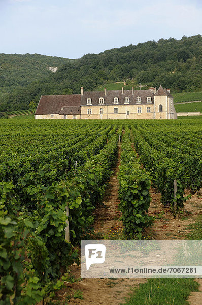 Weingut Chateau du Clos de Vougeot  Cote d'Or  Burgund  Frankreich  Europa