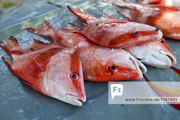 Fisch zum Verkauf  Fischmarkt an der Anse Royal  Mahe  Seychellen  Afrika  Indischer Ozean