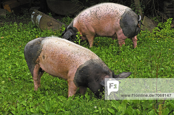 Freilaufende Hällisch-Fränkische Landschweine (Sus scrofa domestica) im Gras auf einem Bauernhof  Tauchersreuth  Mittelfranken  Bayern  Deutschland  Europa