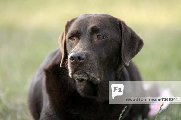 Brauner Labrador Retriever liegt auf Wiese und beobachtet etwas