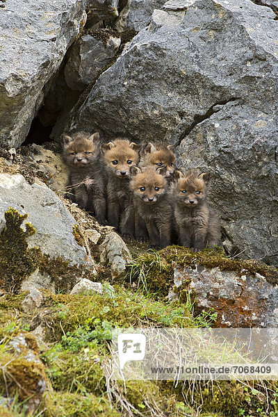 Red foxes (Vulpes vulpes)  cubs  Schopfloch  Swabian Jura  Baden-Wuerttemberg  Germany  Europe