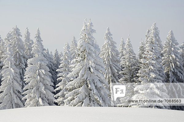 Schneebedeckte Fichten (Picea abies) in Winterlandschaft  bei Elbach  Leitzachtal  Oberbayern  Deutschland  Europa