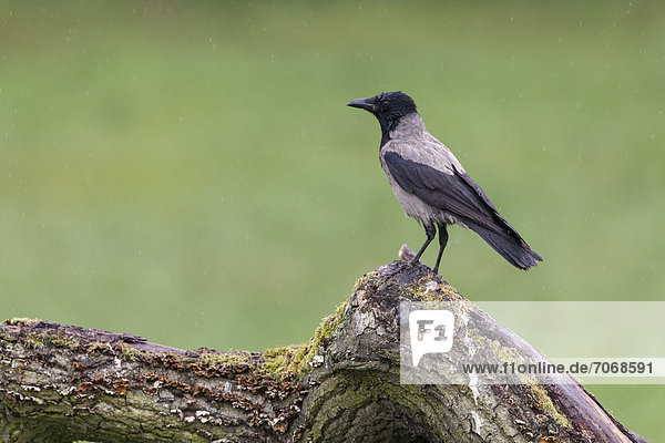 Hooded Crow (Corvus corone cornix)  Mecklenburg-Western Pomerania  Germany  Europe