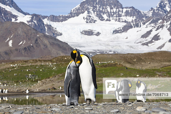 King penguins (Aptenodytes patagonicus)  pair in courtship  St. Andrews Bay  South Georgia  sub-Antarctic and Antarctic