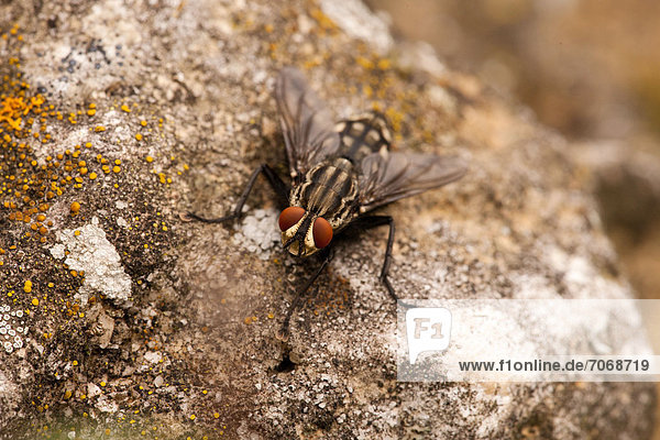 Common flesh fly (Sarcophaga carnaria)