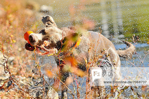 Labrador Retriever shaking at a lake