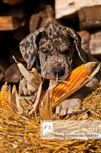 Great Dane puppy in straw  portrait