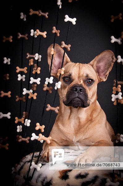 French Bulldog  portrait