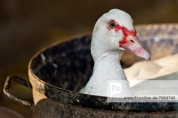 Duck in pot  portrait
