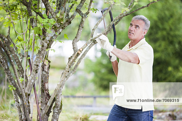 Senior man pruning branch of a tree with bow saw in garden