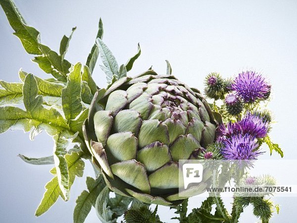 An artichoke with thistle flowers
