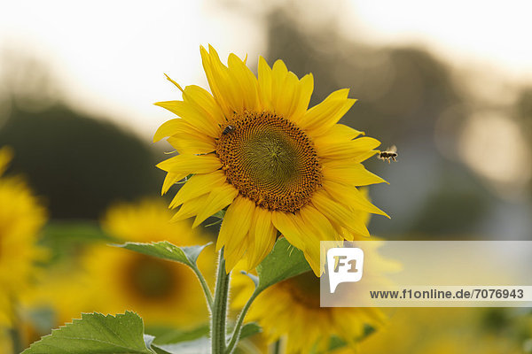 Sunflower (Helianthus annuus)  Muehlviertel region  Upper Austria  Austria  Europe