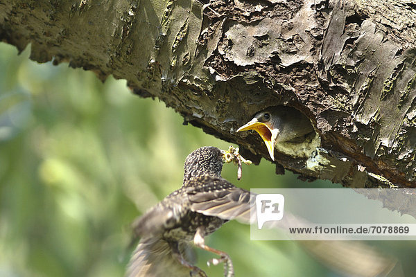 Star (Sturnus vulgaris) f¸ttert Jungvögel in der Bruthöhle in einem alten Kirschbaum  in einem Garten in Priort  Havelland  Brandenburg  Deutschland  Europa