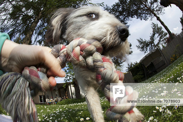 Ein Hund  Briard Mischlingsr¸de  beißt in ein Seil