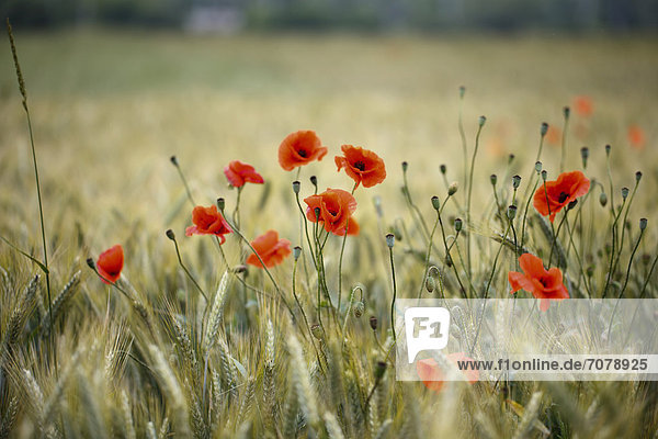Klatschmohn Papaver rhoeas nahe Europa Feld Roggen Mohn Brandenburg Deutschland