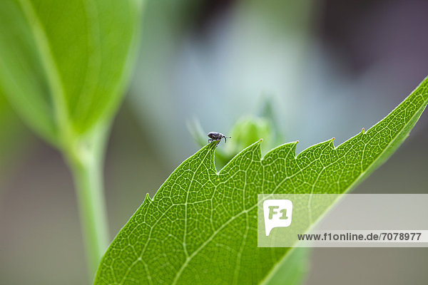 Ein kleiner Käfer auf einem großen gr¸nen Blatt