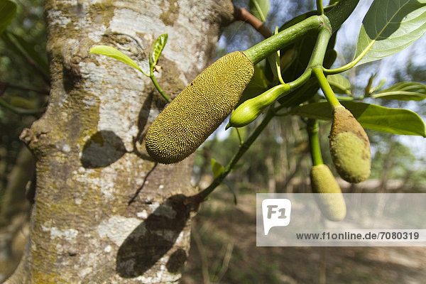Jackfruit (Artocarpus heterophyllus) reift am Baum  Bangladesch  S¸dasien