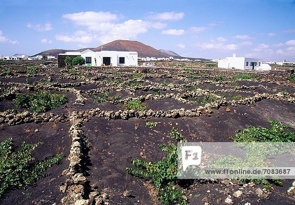 Kanaren Kanarische Inseln La Geria Spanien Lanzarote