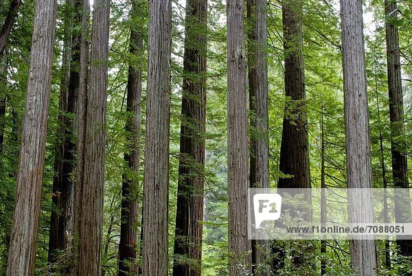 Humboldt Redwoods State Park  Humboldt  Kalifornien