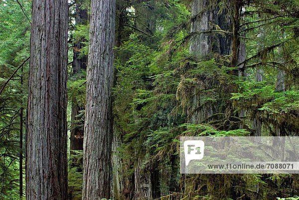 Küste Wachstum Wald Sequoia Kalifornien alt Prairie Creek Redwoods State Park