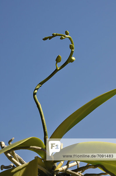 Germany  Bavaria  Close up of orchid buds