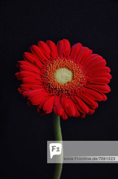 Close up of red gerbera against black background