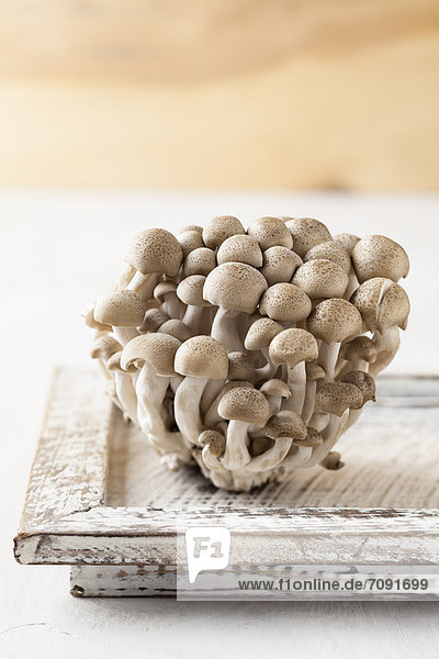 Shimeji-Pilze auf Holztablett  Nahaufnahme