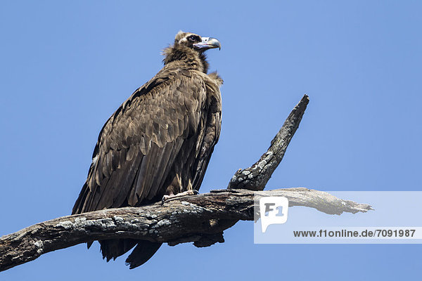 India  Uttarakhand  Vulture perching on branch at Jim Corbett National Park