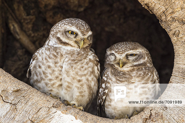 India  Madhya Pradesh  Spotted owlets in tree hole at Kanha National Park