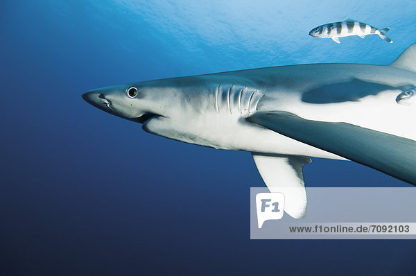 Portugal  Blue shark with pilot fish in Azores