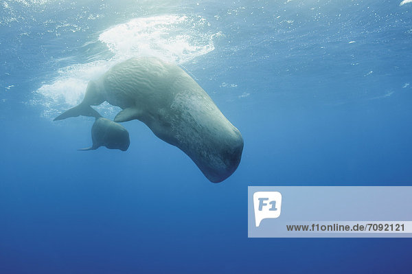 Portugal  Sperm whale mother diving with her calf