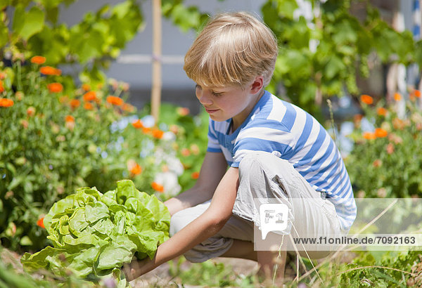 Boy picking lettuce in garden