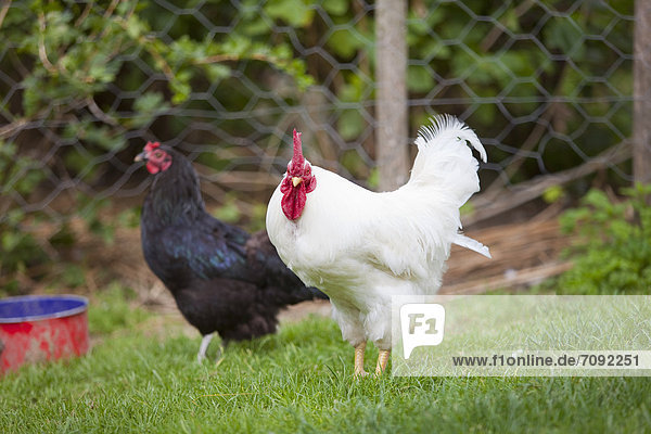 Germany  Bavaria  Chicken on farm