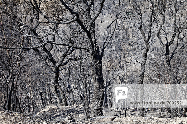 Spain  Agullana  Burned trees after forest fire