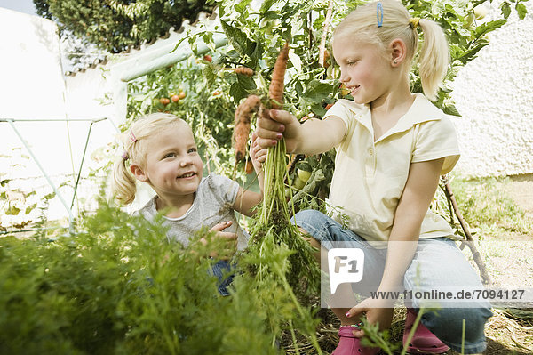 Girls gathering carrots in vegetable garden