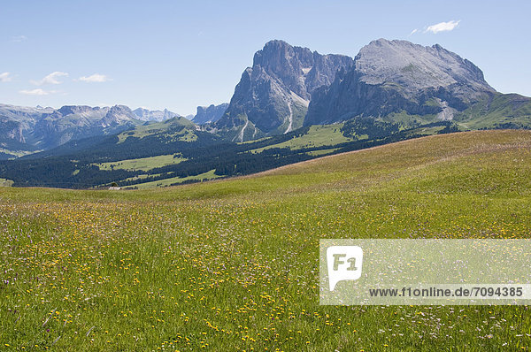 Italy  View of alpine meadow on Langkofel and Plattkofel mountains at South Tyrol